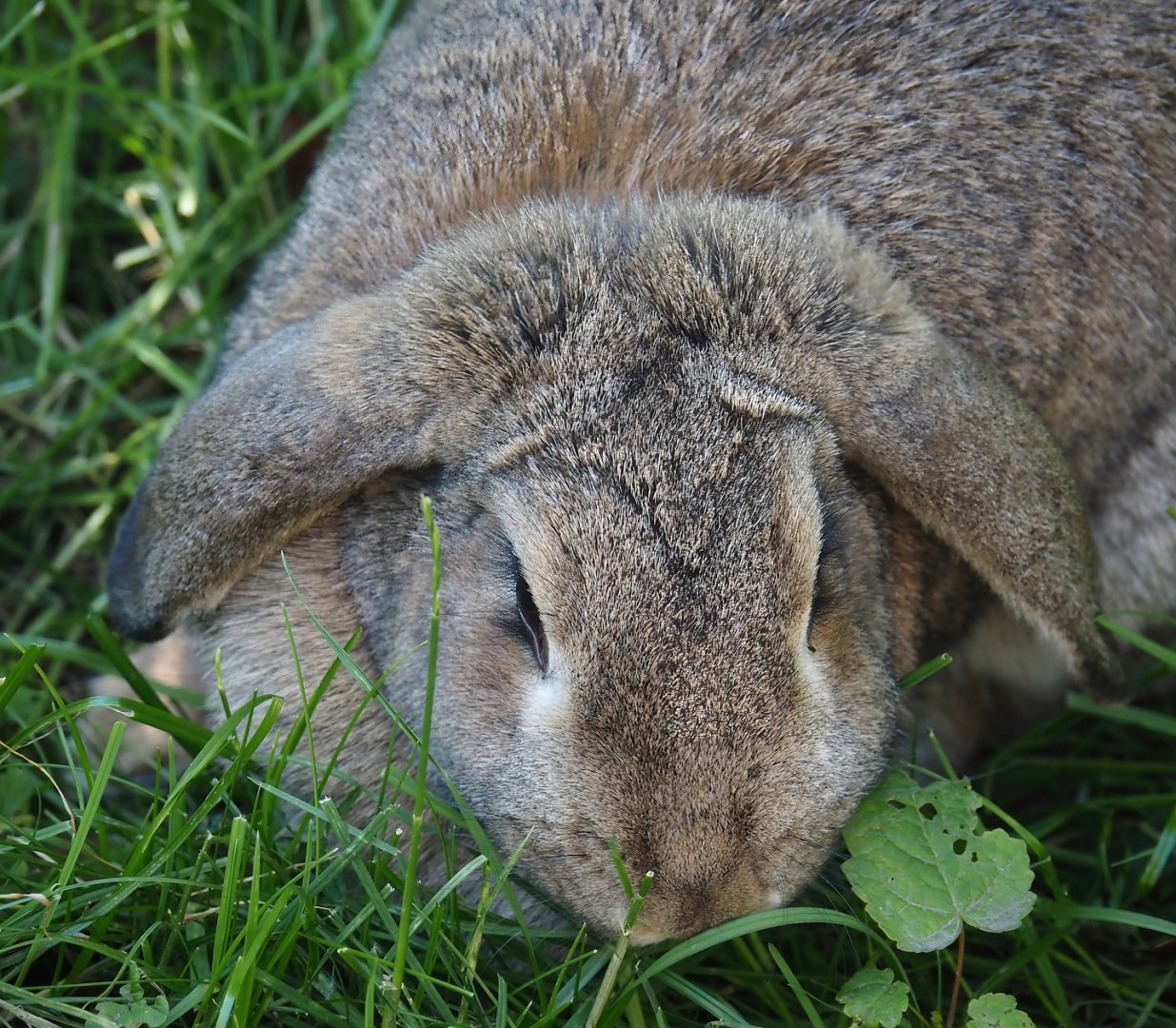 Meißner Widderkaninchen/Meissner lop rabbit (Oryctolagus cuniculus domesticus), 2024-06-08