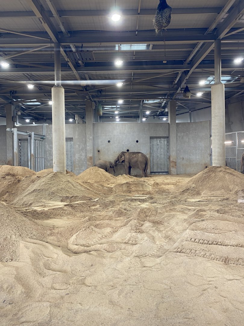 Mek Kapah and Aiyara - Asian Elephants