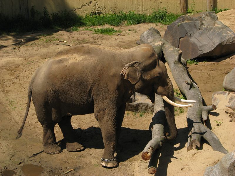 Mekong at Prague zoo