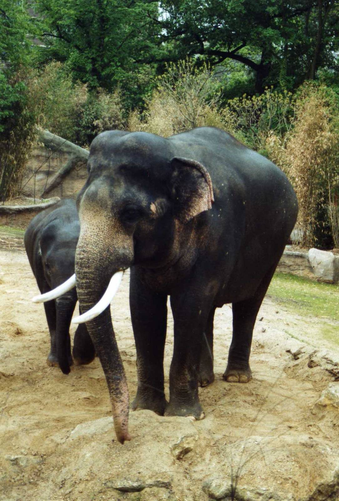 Mekong, elephant breeding Bull.