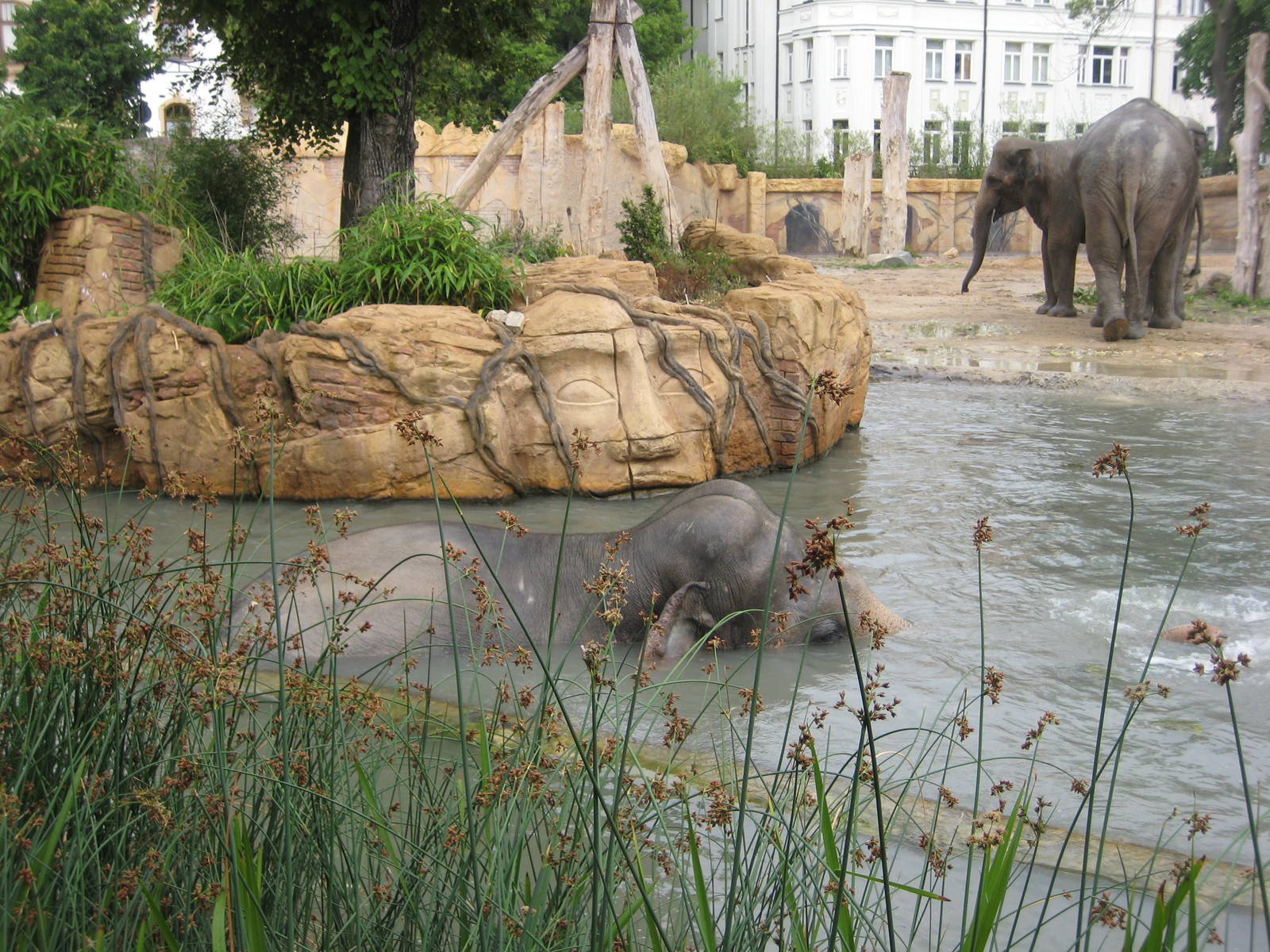 Mekong enjoying a bath