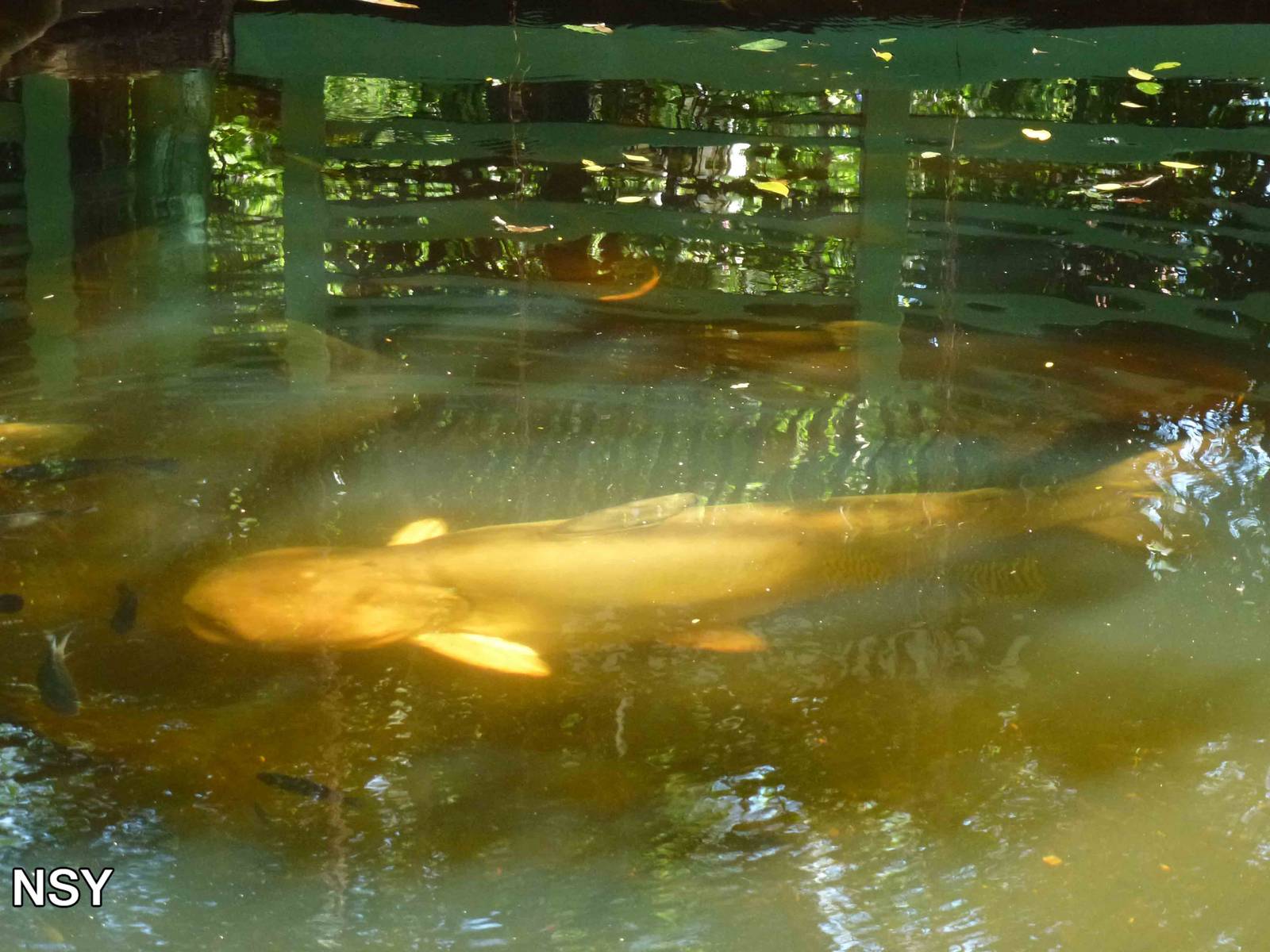 Mekong giant catfish, June 2013.