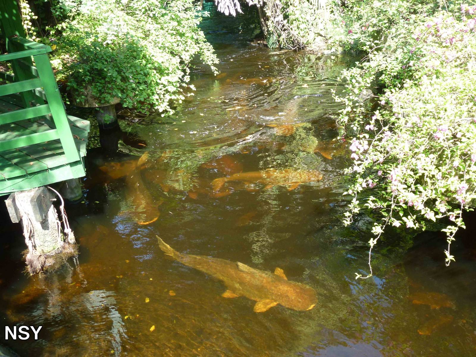 Mekong giant catfish, June 2013.
