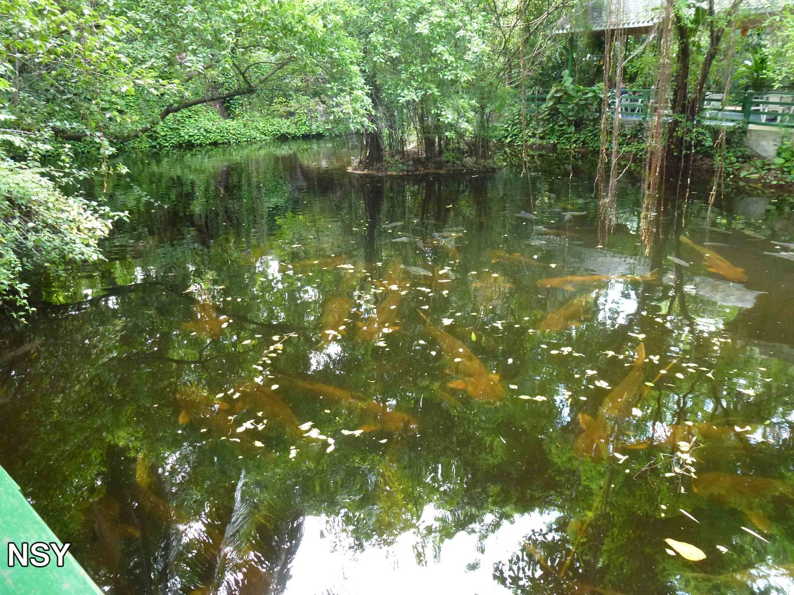 Mekong giant catfish, June 2013.