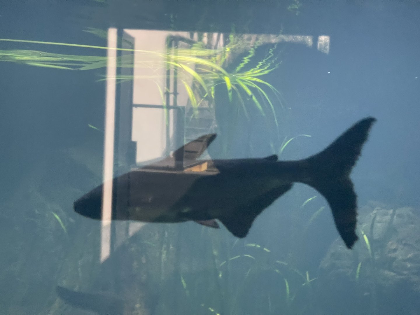 mekong giant catfish (pangasianodon gigas) - dunia air tawar