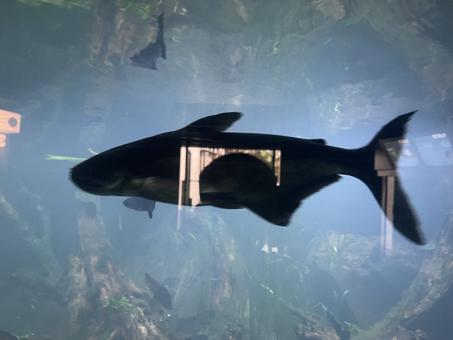 mekong giant catfish (pangasianodon gigas) - dunia air tawar