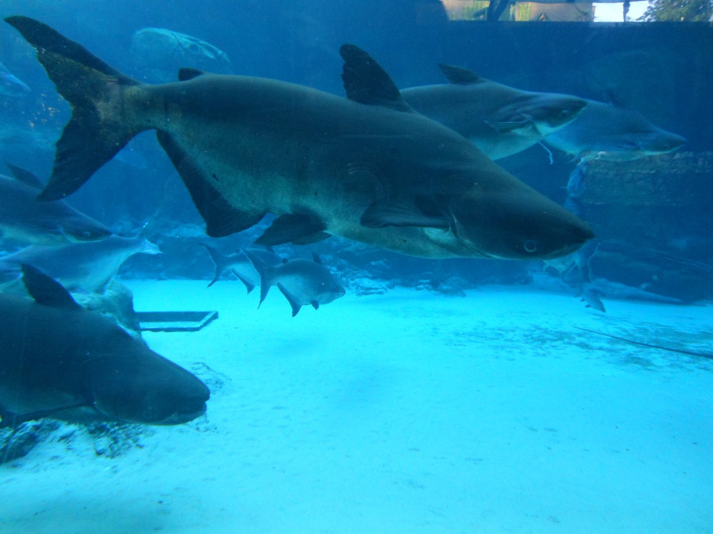 Mekong Giant Catfish (Pangasianodon gigas)