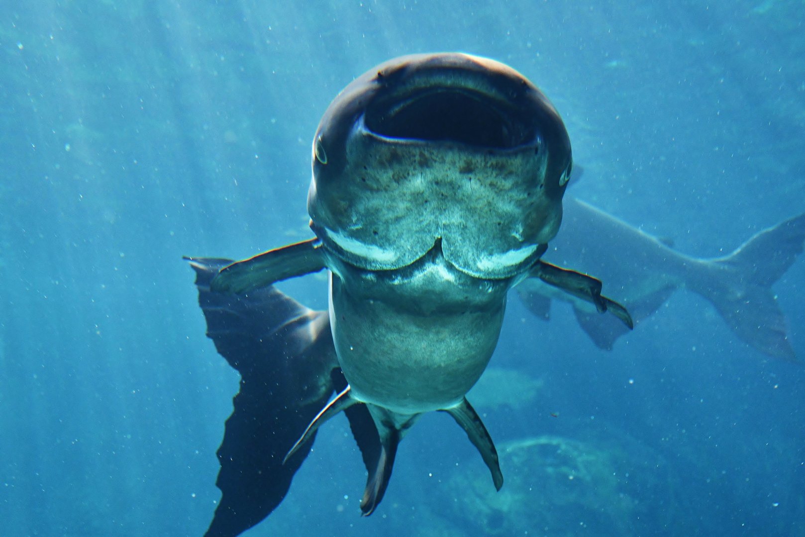 Mekong Giant Catfish (Pangasianodon gigas)