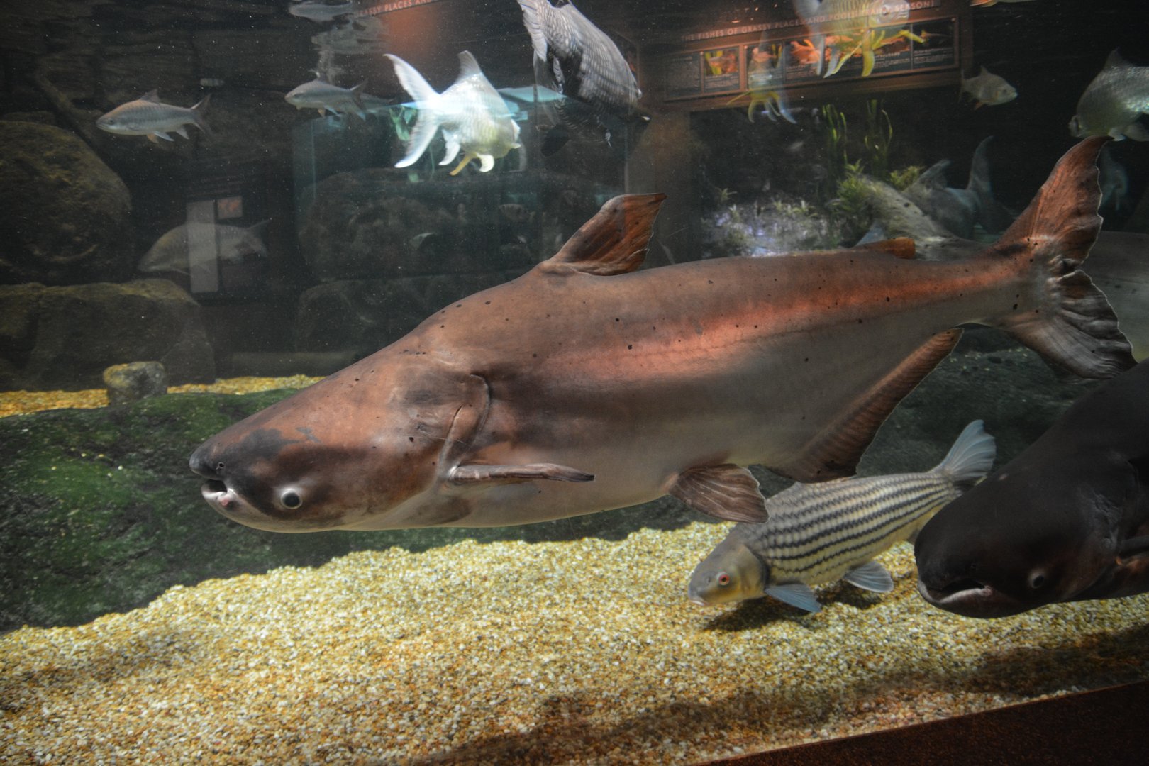 Mekong giant catfish (Pangasianodon gigas)