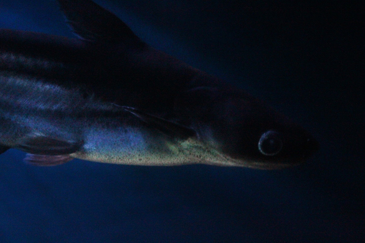 Mekong giant catfish (Pangasianodon gigas)