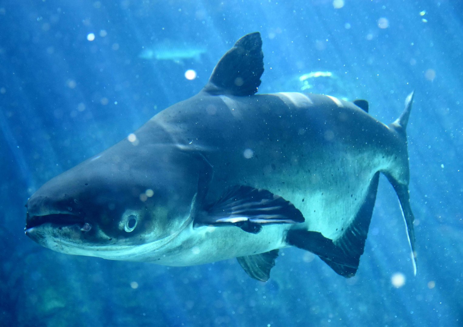 Mekong Giant Catfish (Pangasianodon gigas)