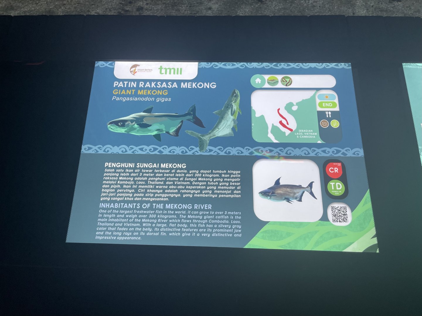 mekong giant catfish signage - dunia air tawar