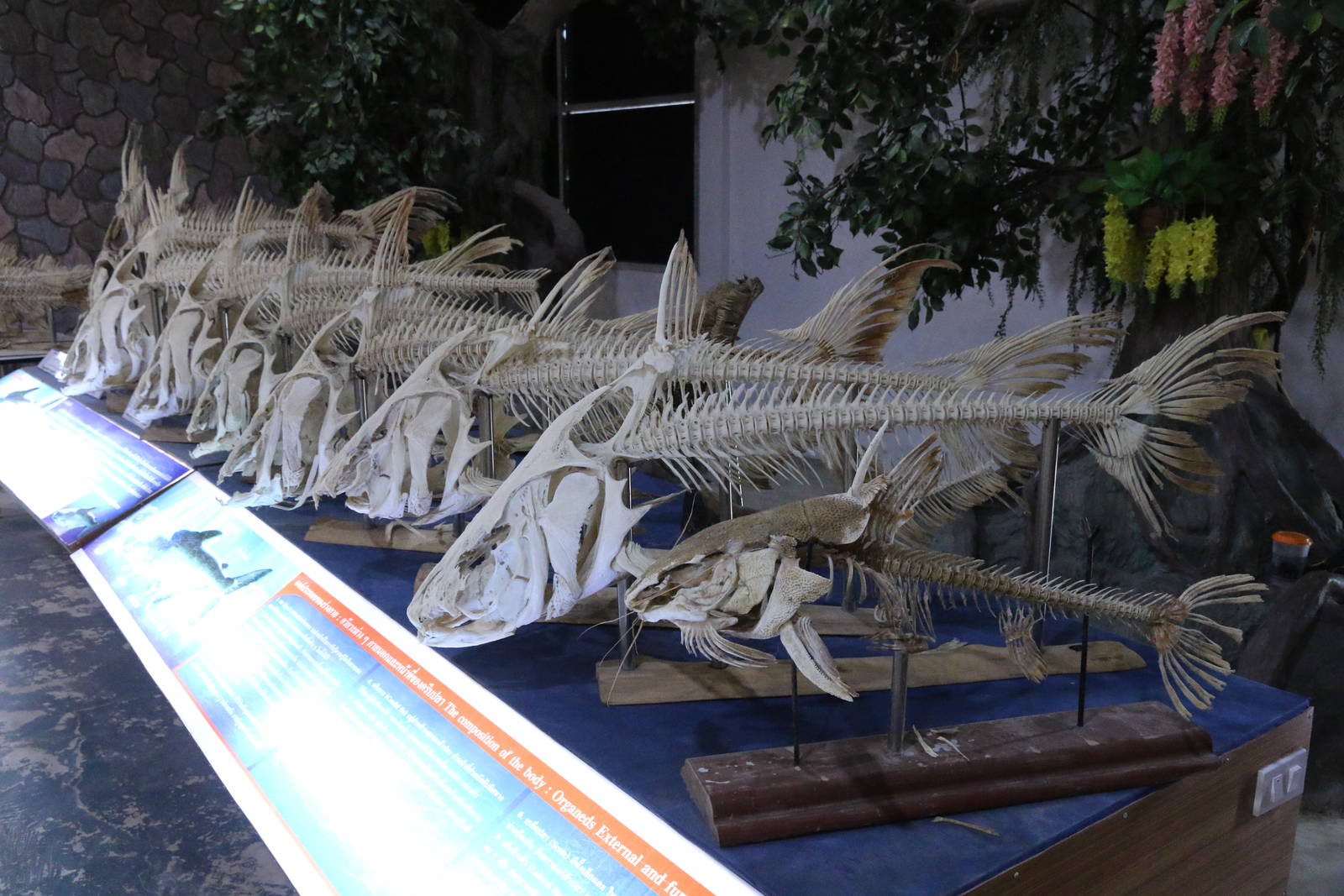 Mekong Giant Catfish Skeletons Display