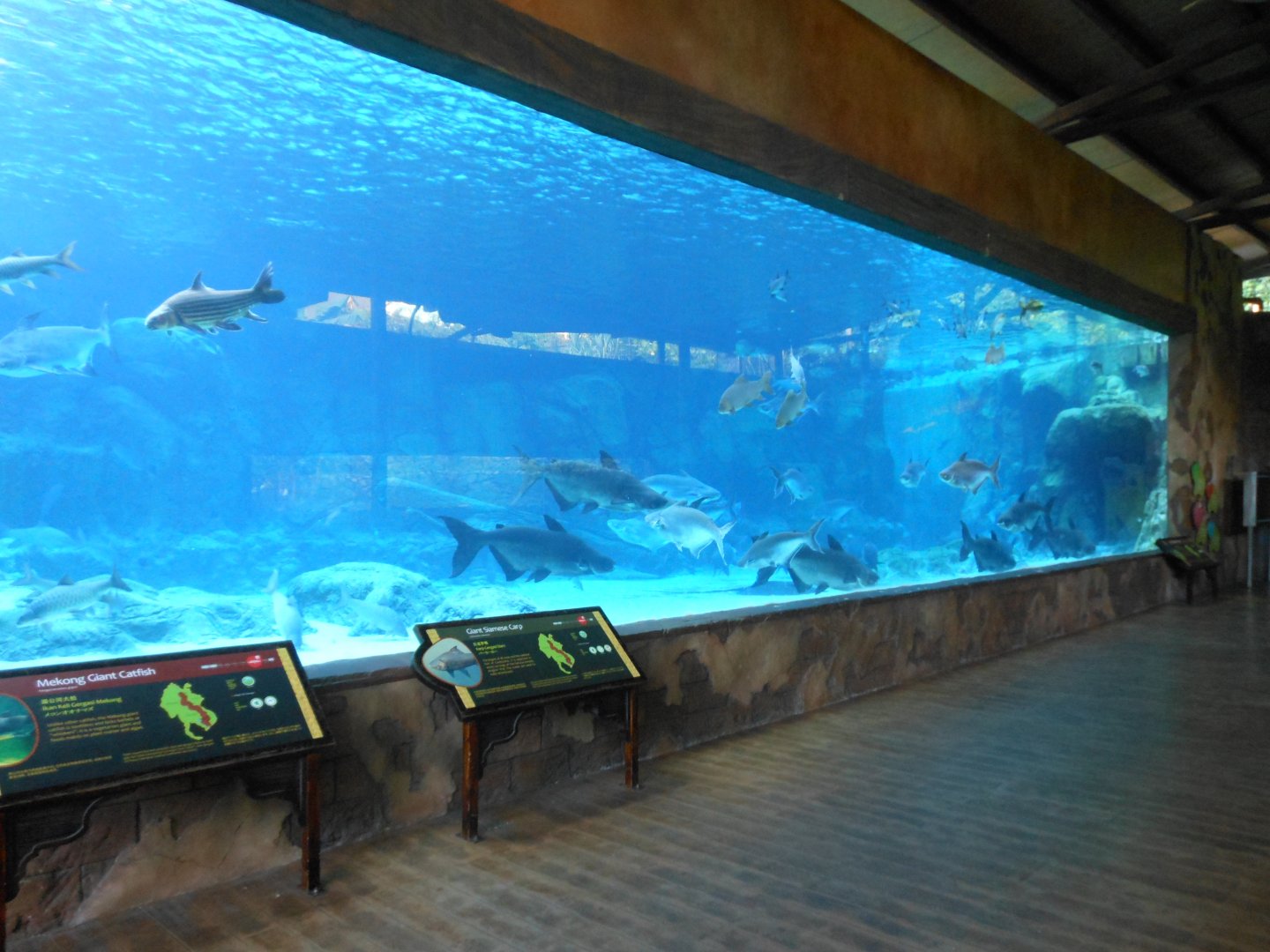 Mekong Giant Catfish tank