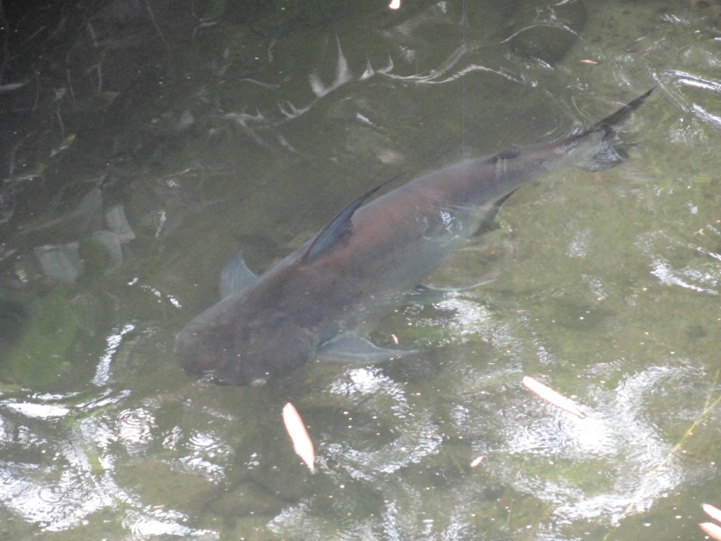 Mekong Giant Catfish