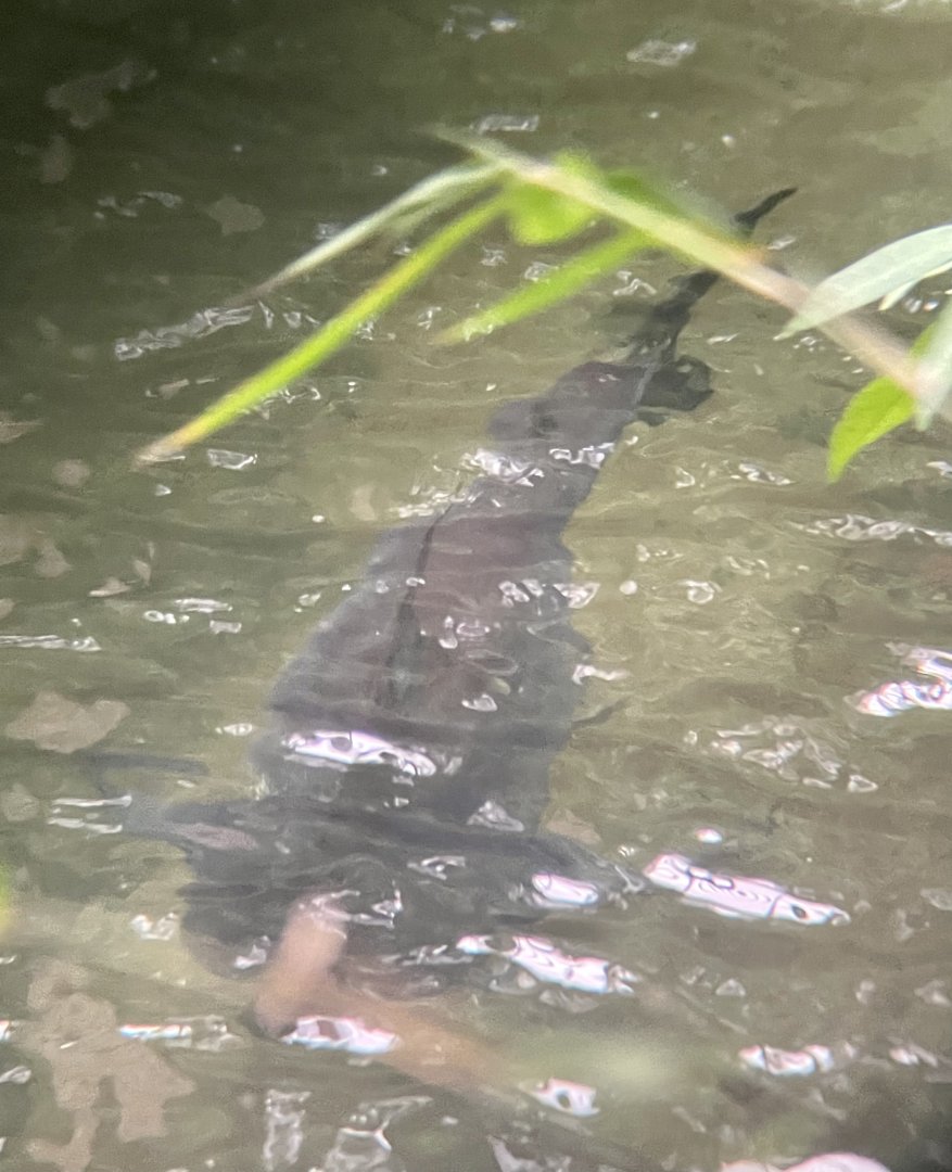 Mekong Giant Catfish