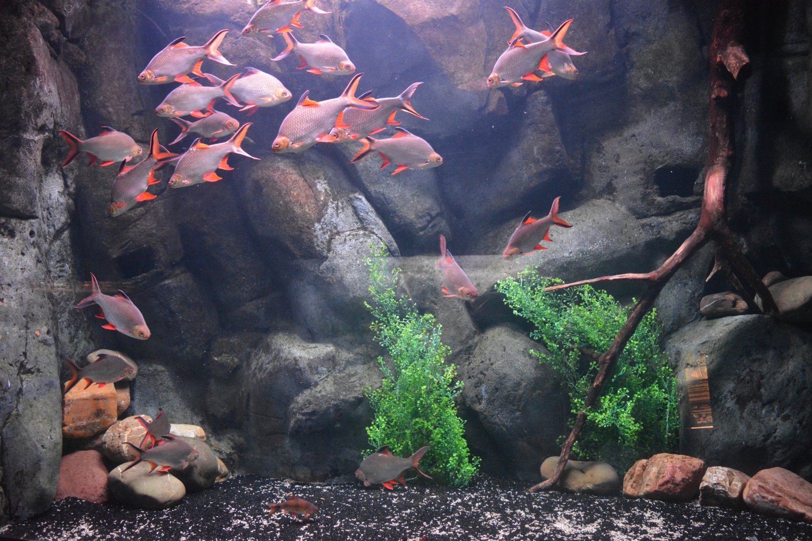 Mekong River - Aquarium for barbs