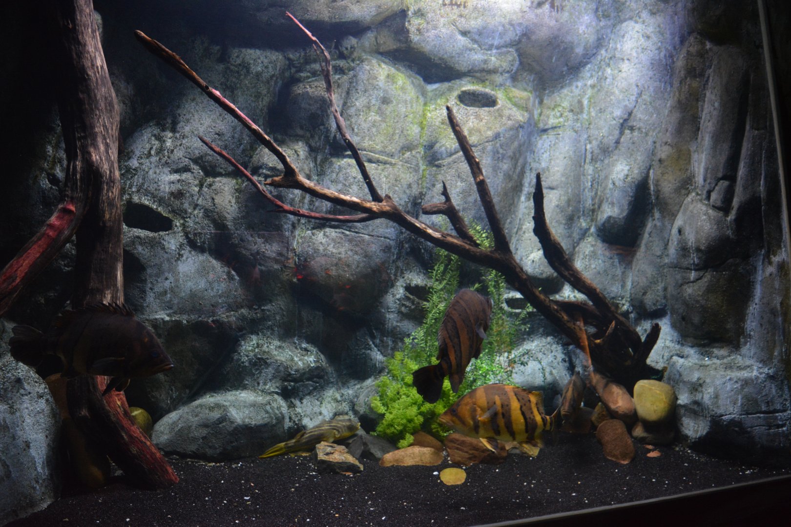 Mekong River - Aquarium for different species