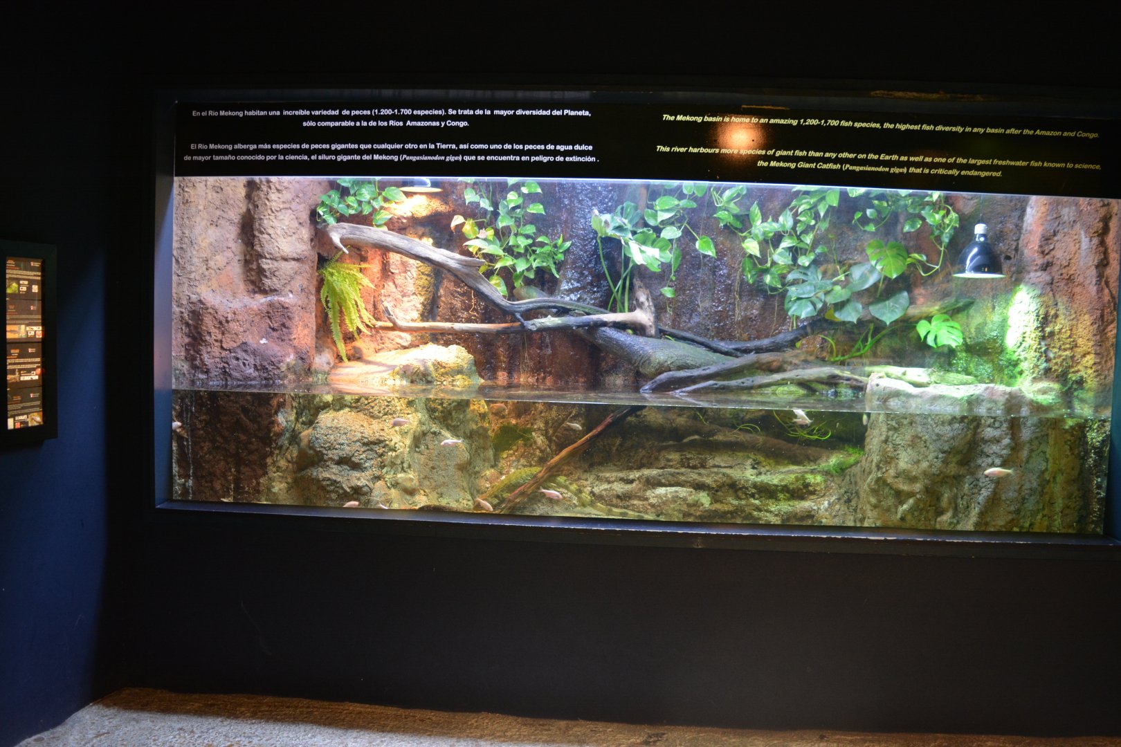 Mekong River - Aquarium for dracaenas and blind tetras