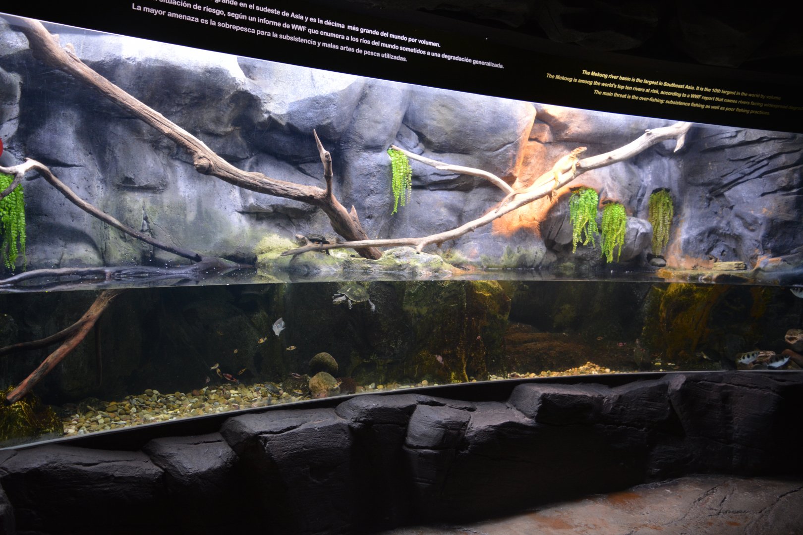 Mekong River - Aquarium for mangrove species
