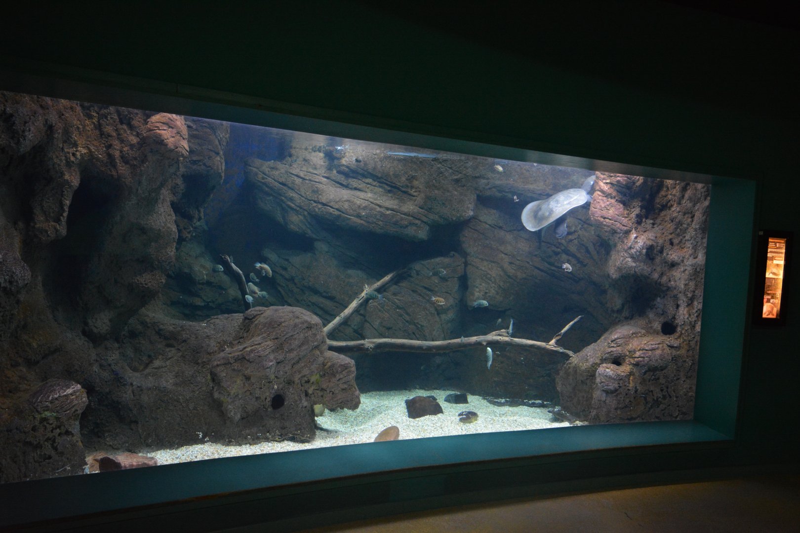 Mekong River - Aquarium for Nile shoftshell tortoise