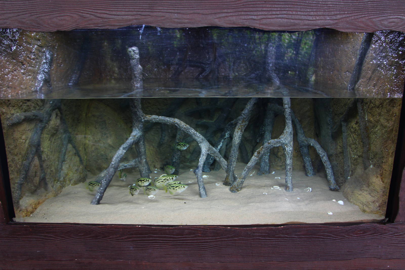 Mekong River - Burmese Archerfish