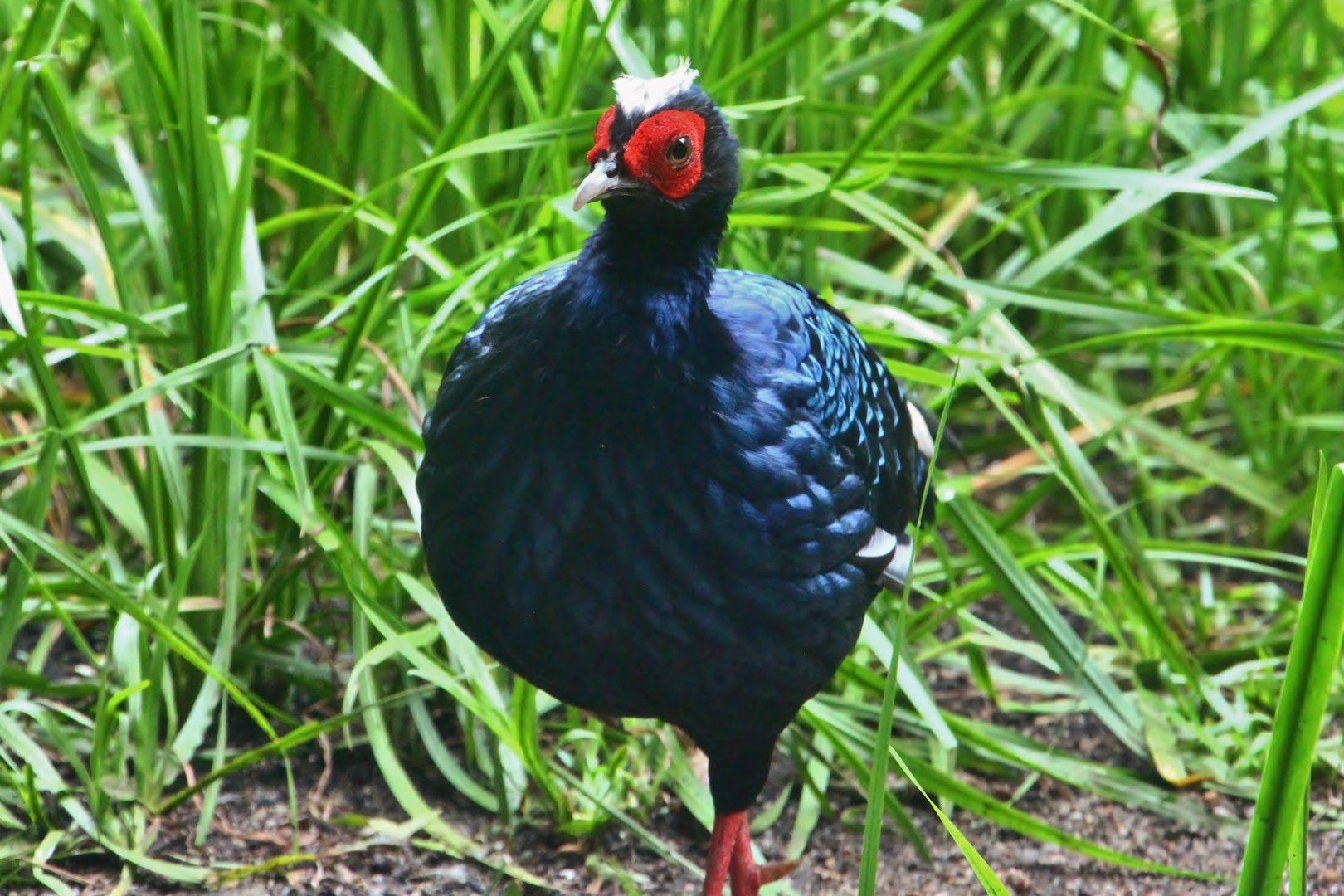 Mekong River - Edward's Pheasant