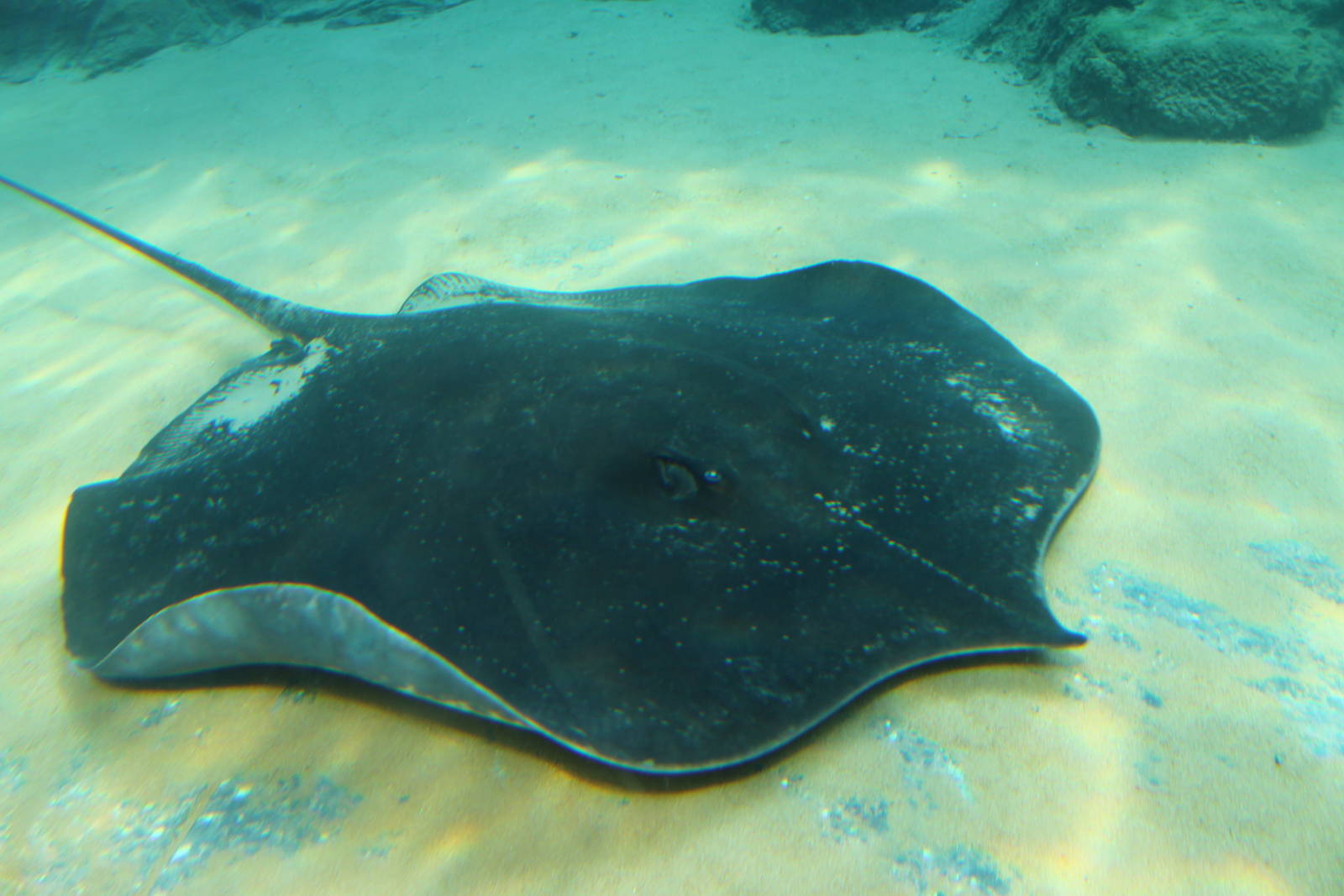 Mekong River - Freshwater Giant Stingray