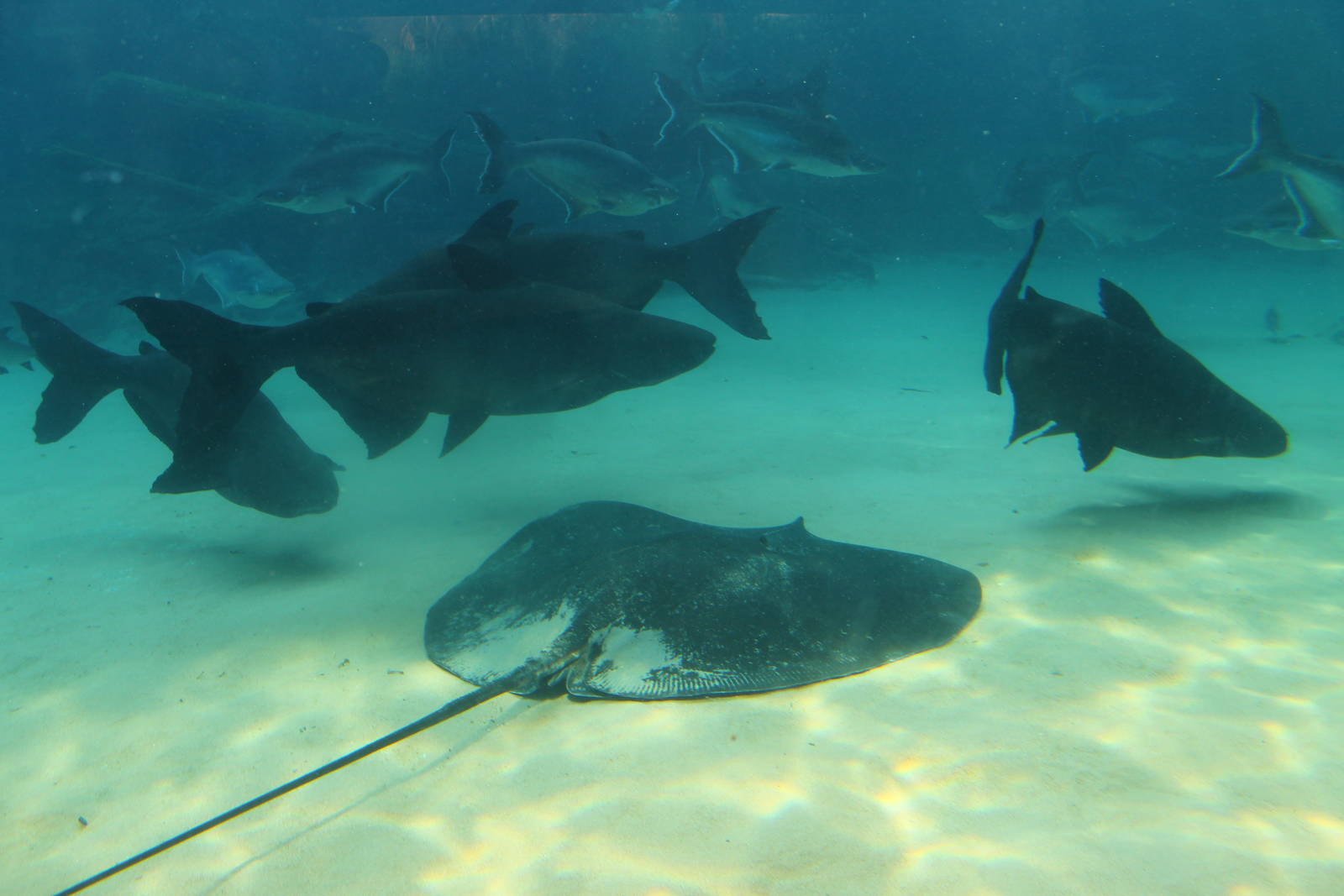 Mekong River - Freshwater Giants