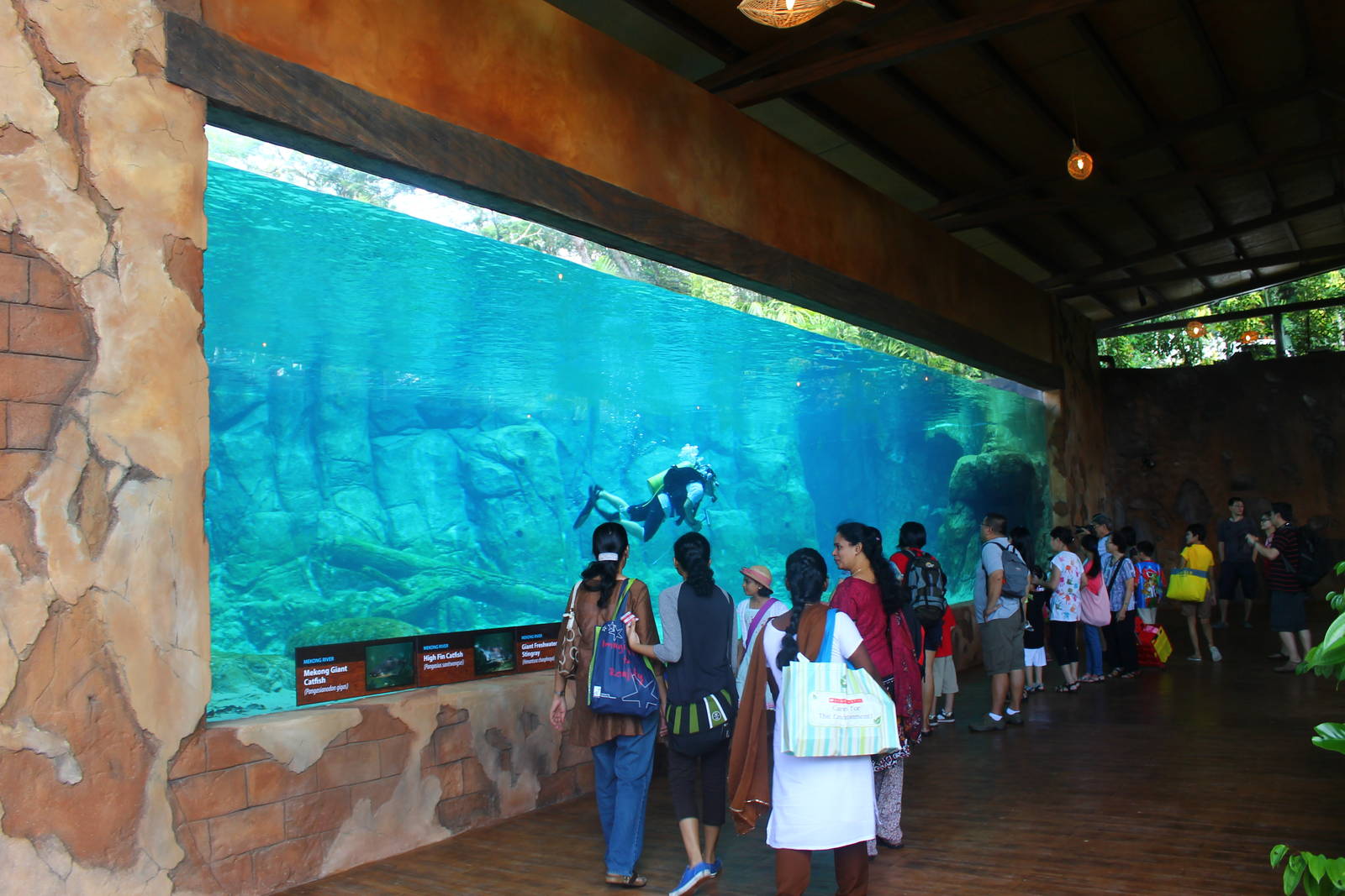 Mekong River - Giant Catfish and Giant Stingray exhibit