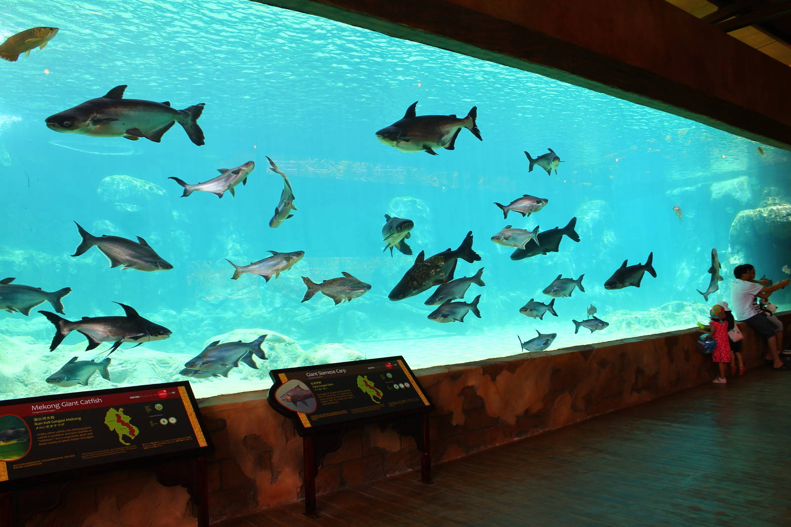 Mekong River - Giant Catfish and Giant Stingray exhibit