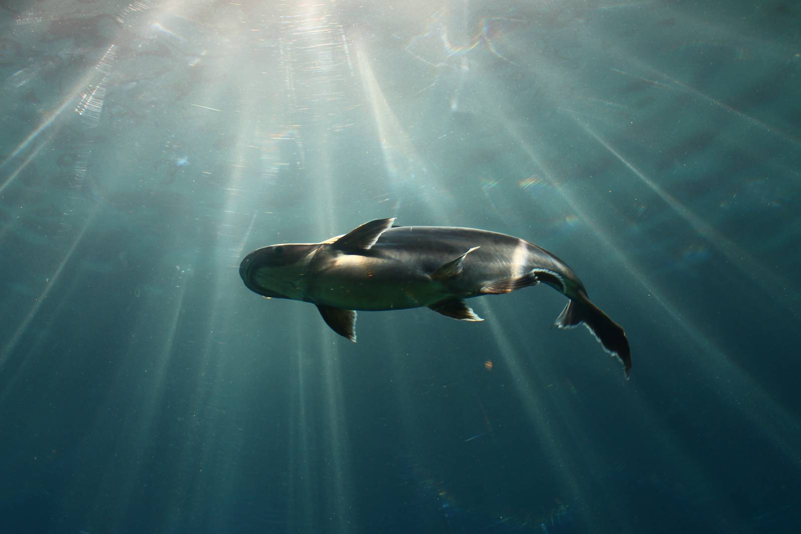Mekong River - Iridescent Shark