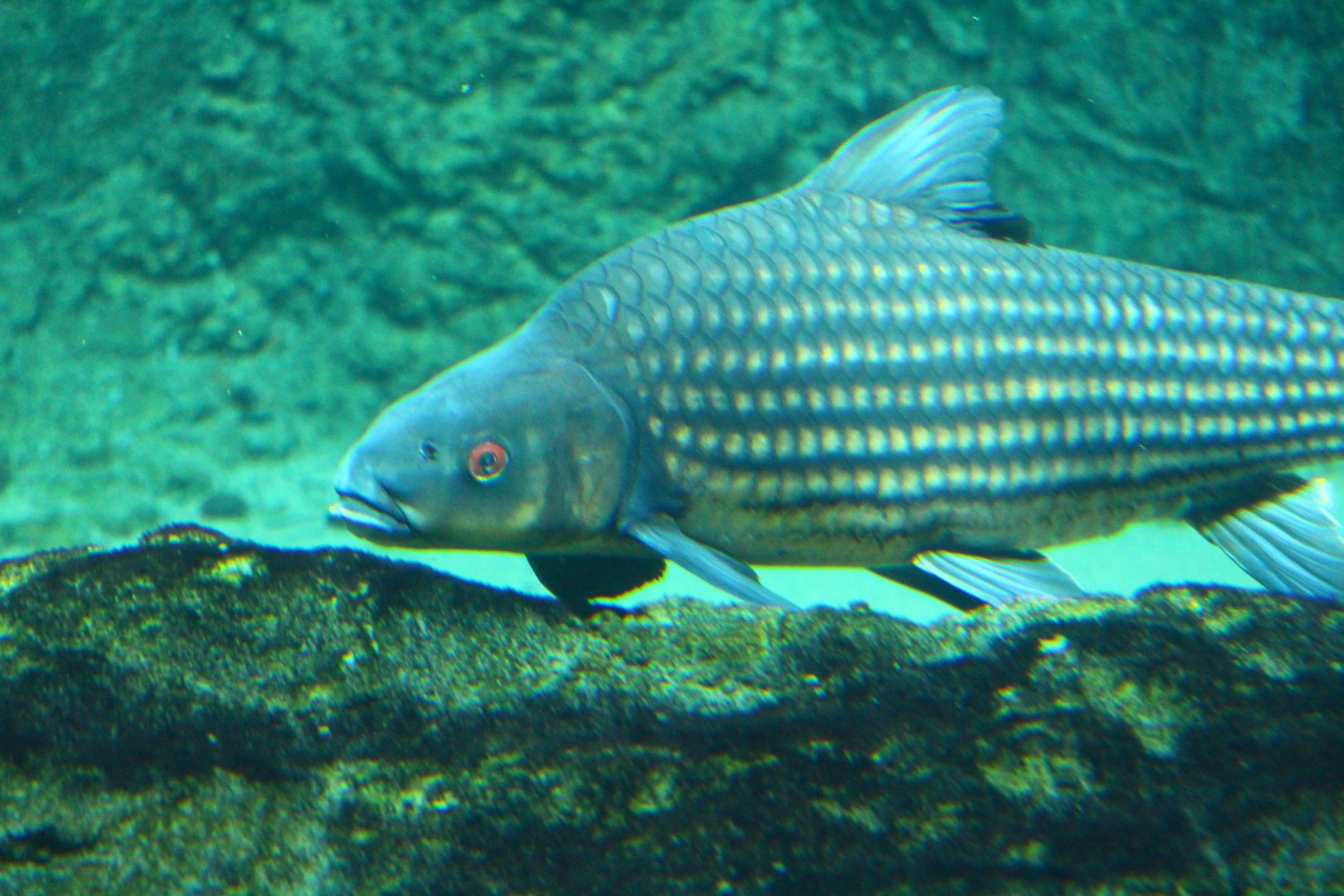 Mekong River - Jullien's Golden Carp