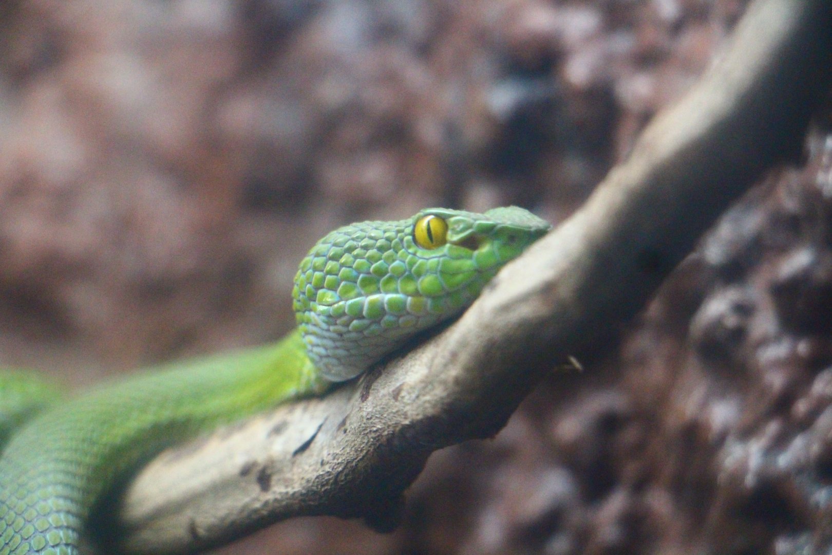 Mekong River - Large-eyed Pit Viper