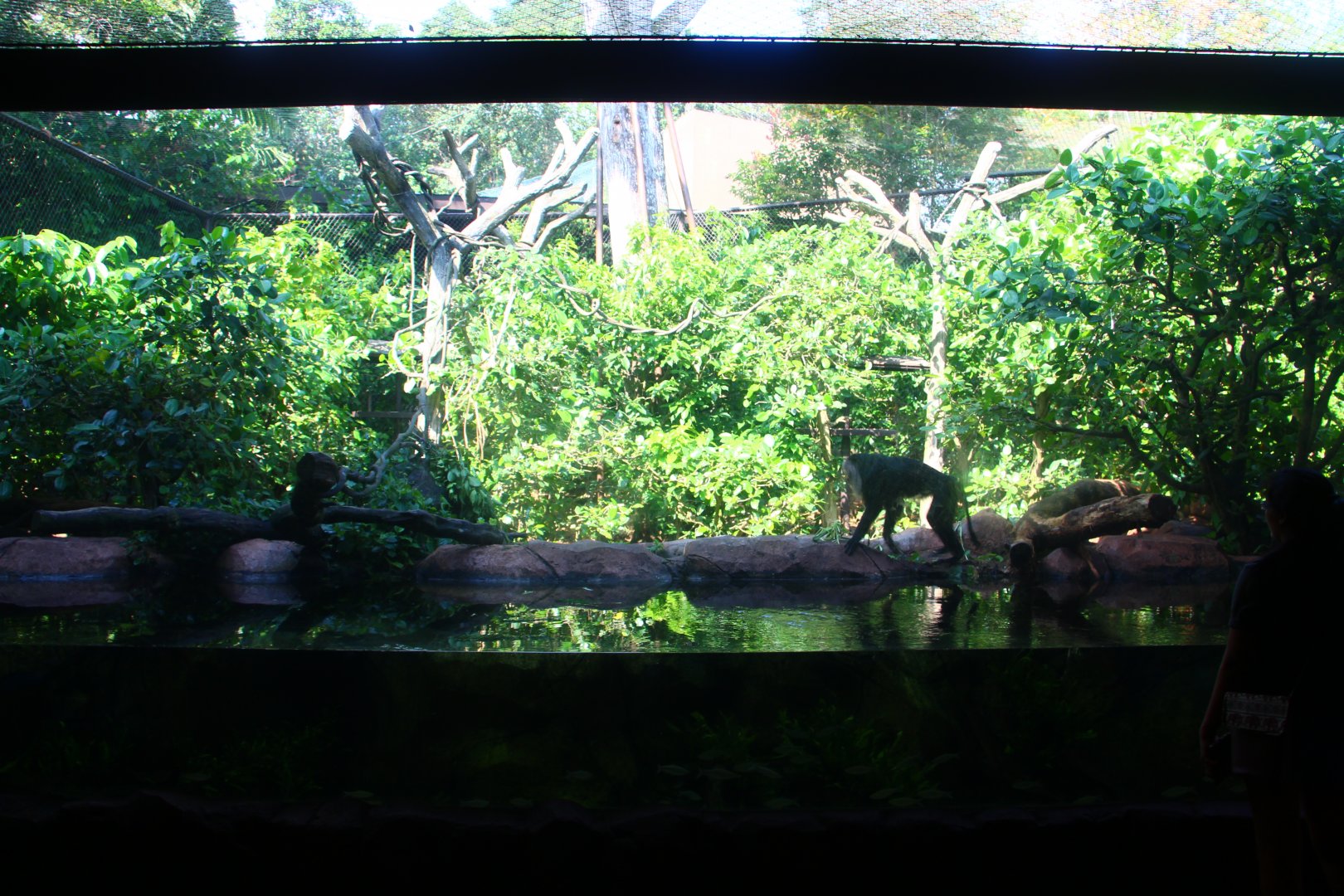 Mekong River - Lion-tailed Macaque exhibit