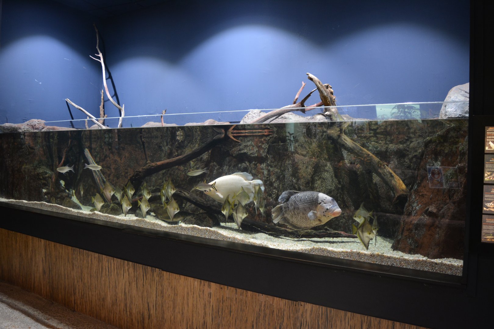 Mekong River - Mangrove aquarium