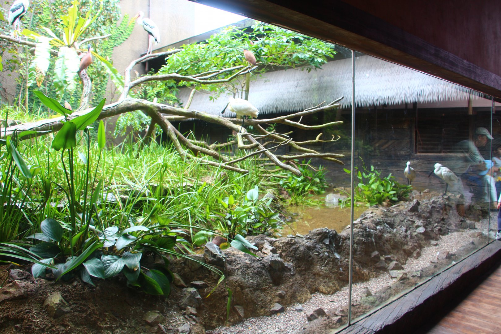 Mekong River - Paddy Field Aviary