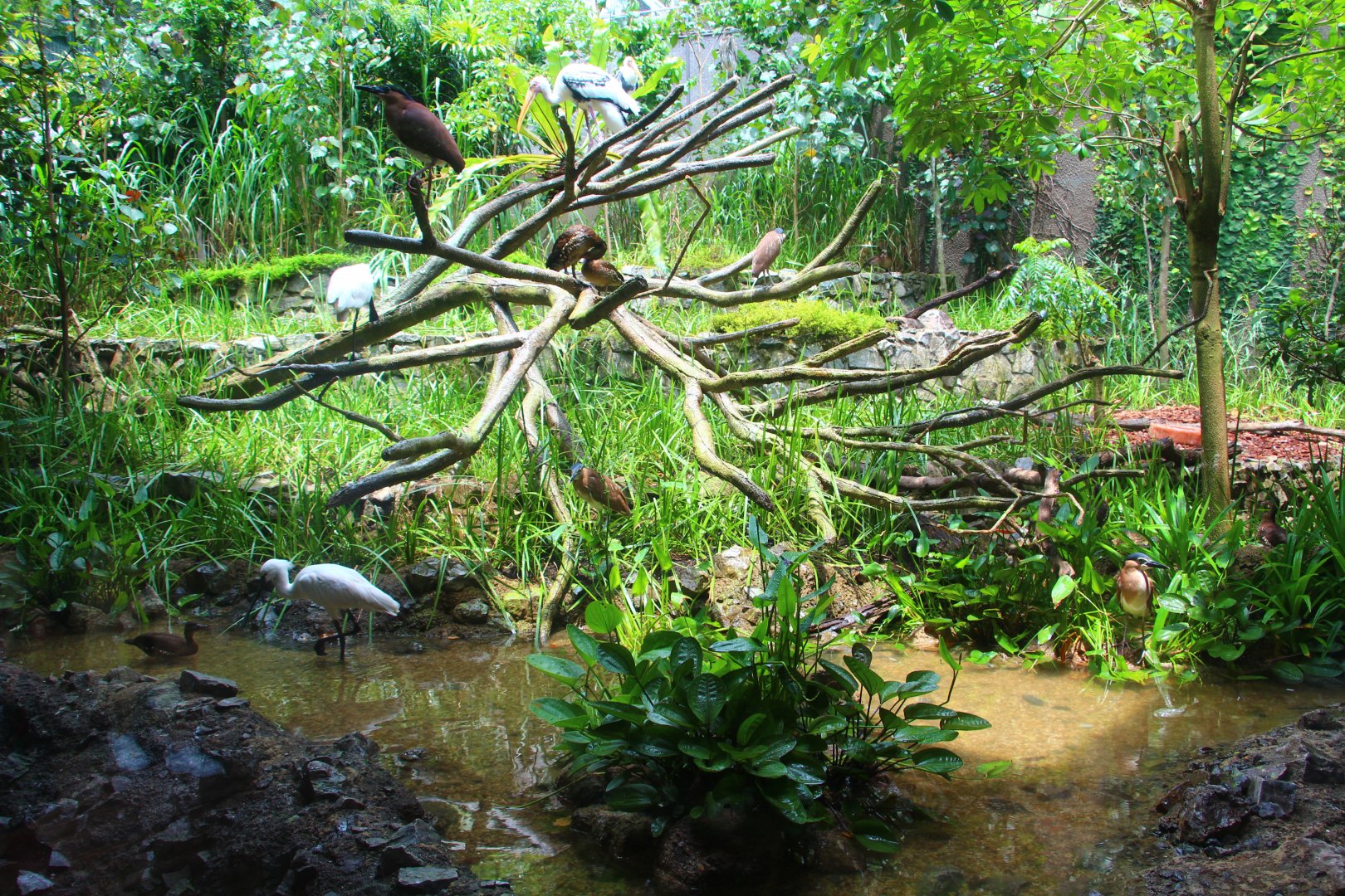 Mekong River - Paddy Field Aviary