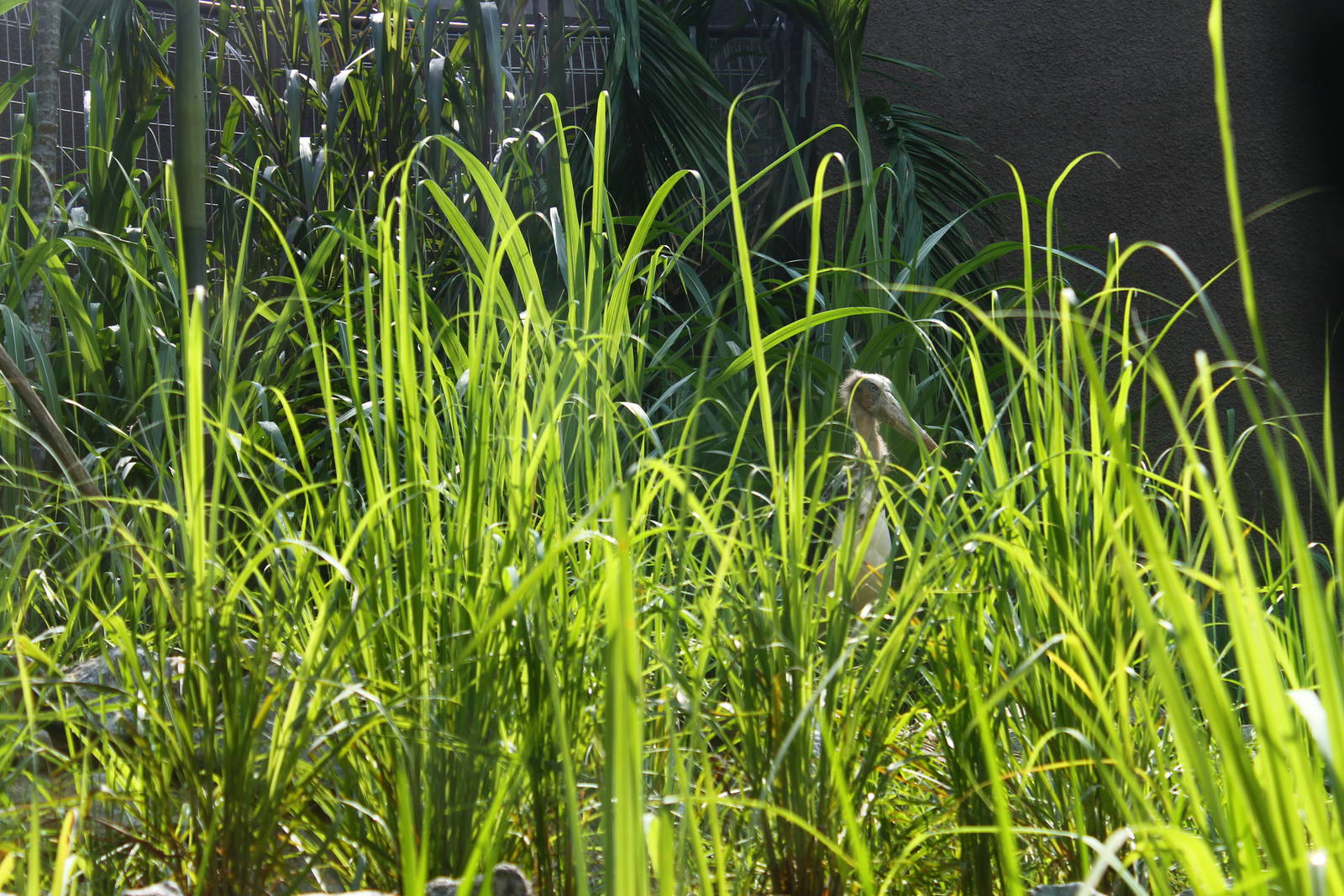 Mekong River - Paddy Field exhibit