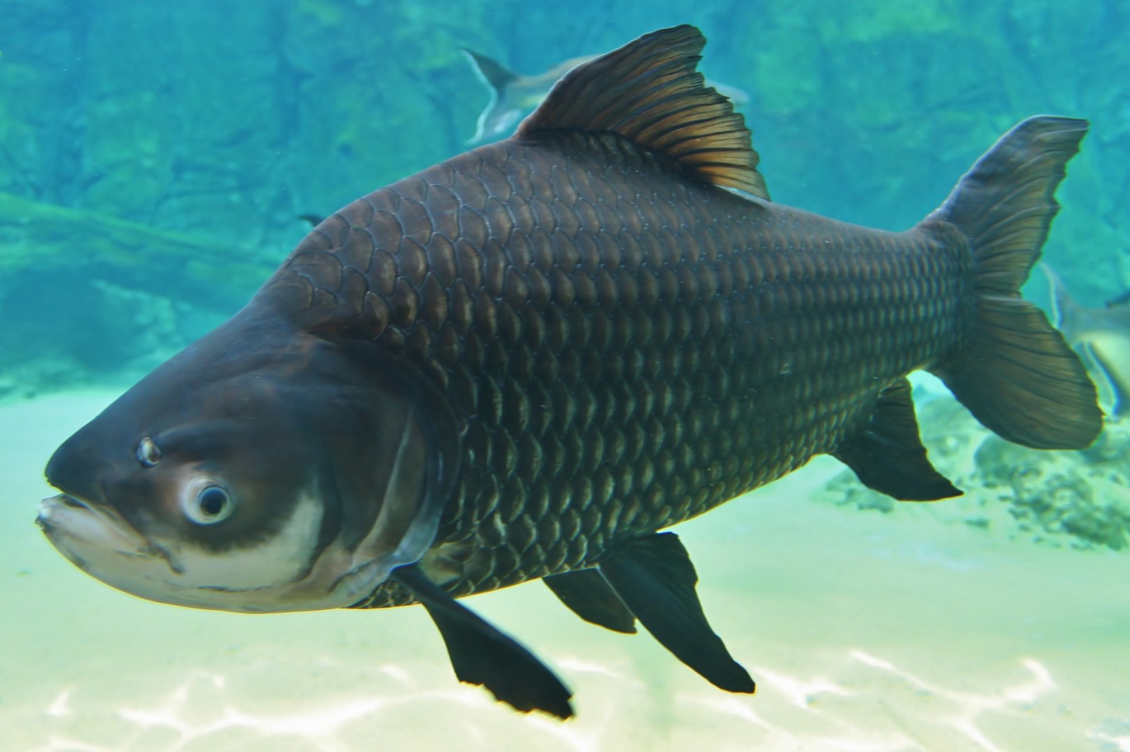 Mekong River - Siamese Giant Carp