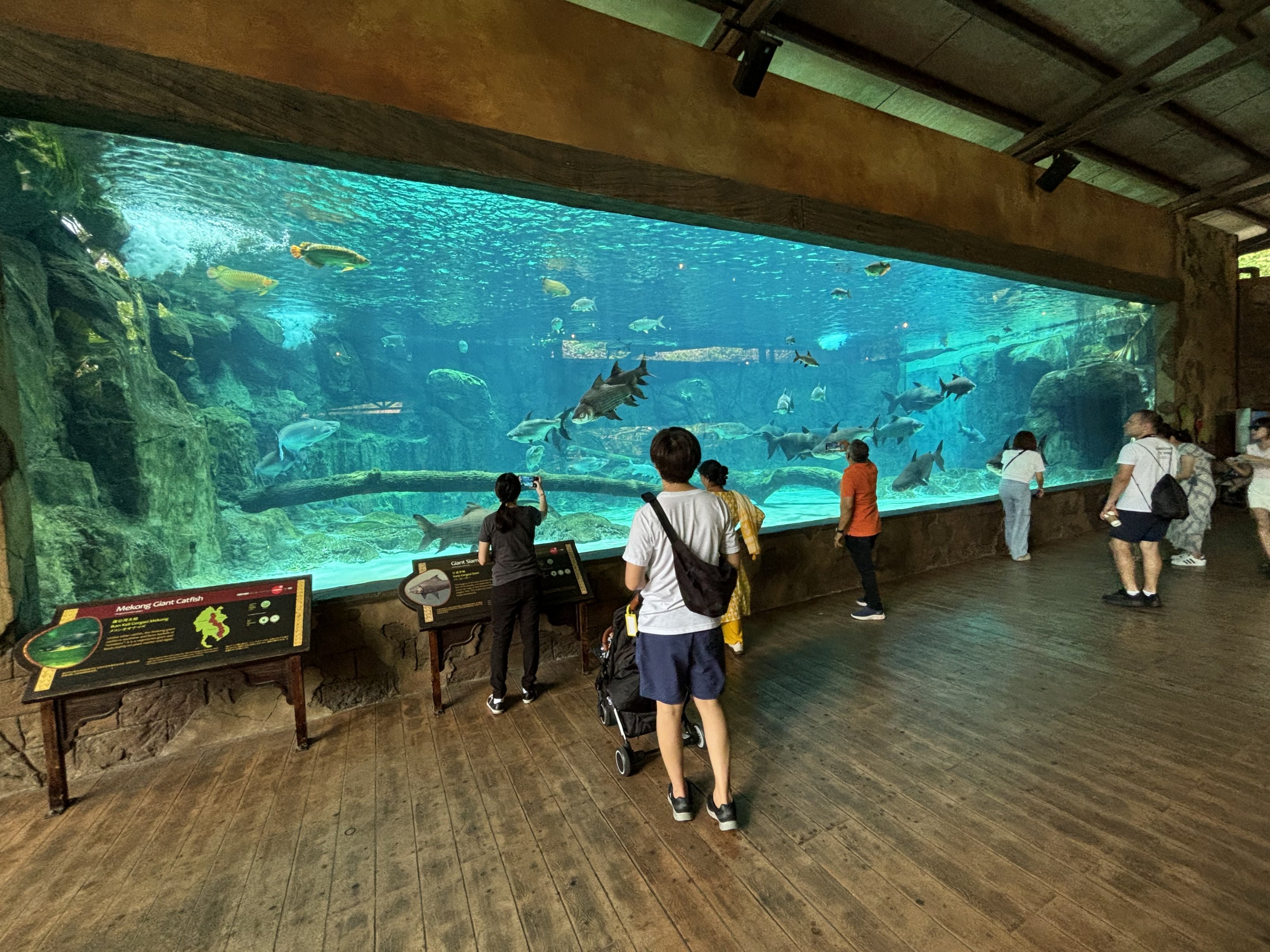 Mekong River Tank (3 species)
