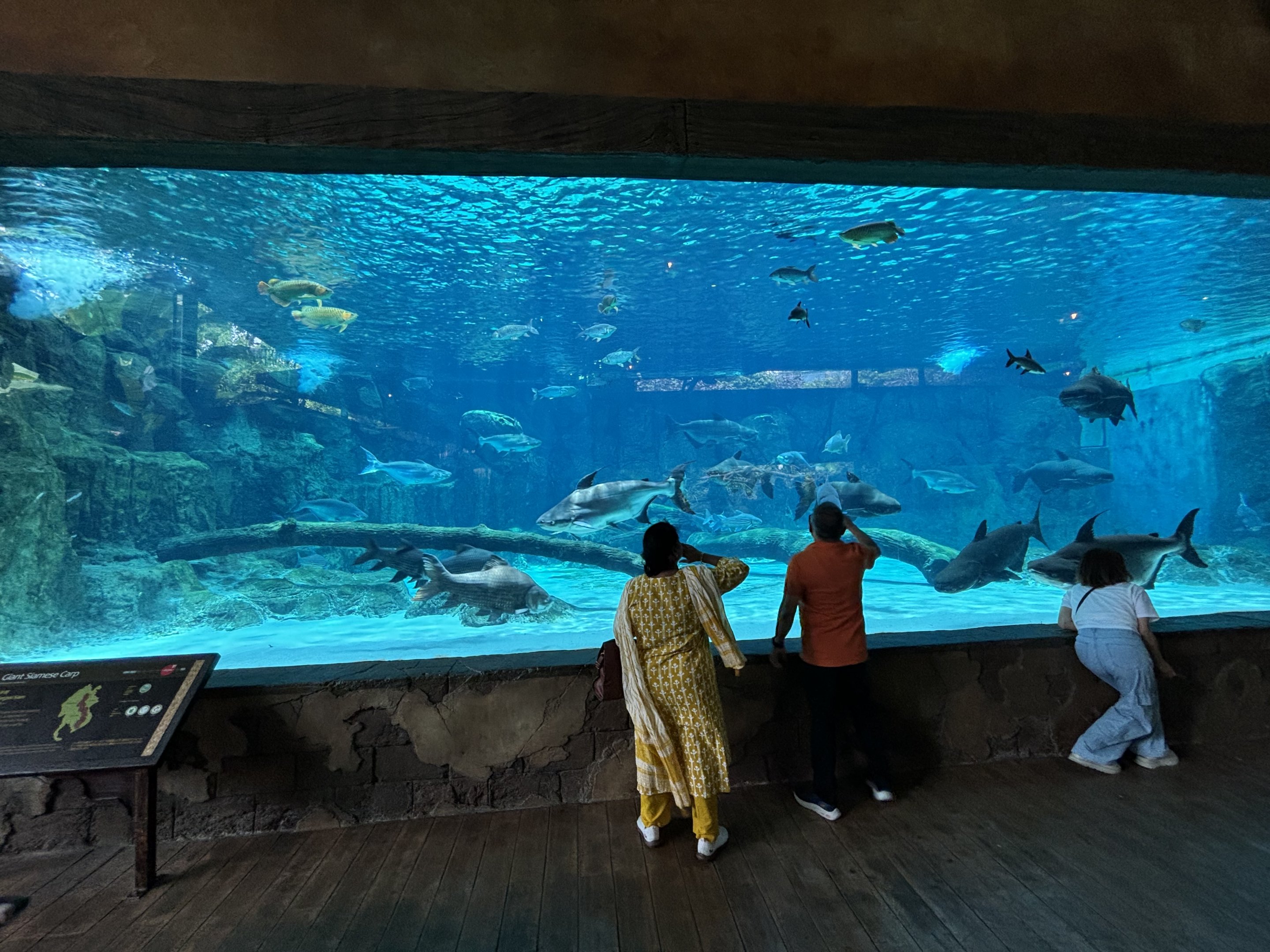 Mekong River Tank (3 species)