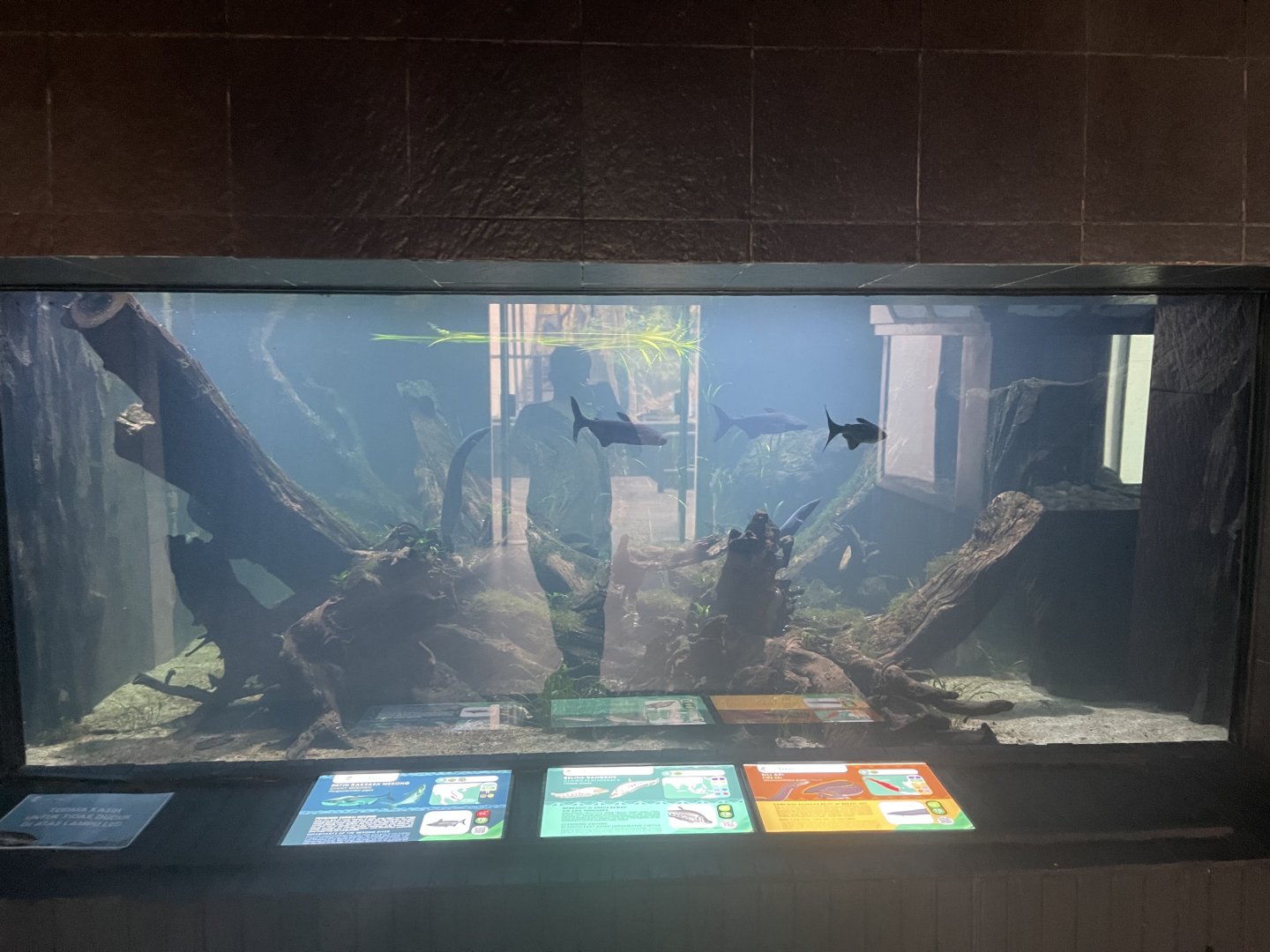 mekong river tank - dunia air tawar