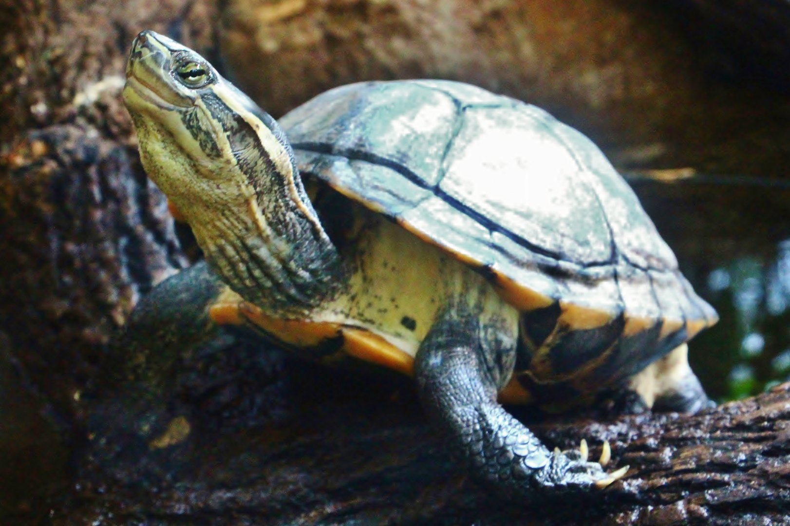 Mekong River - Vietnamese Pond Turtle