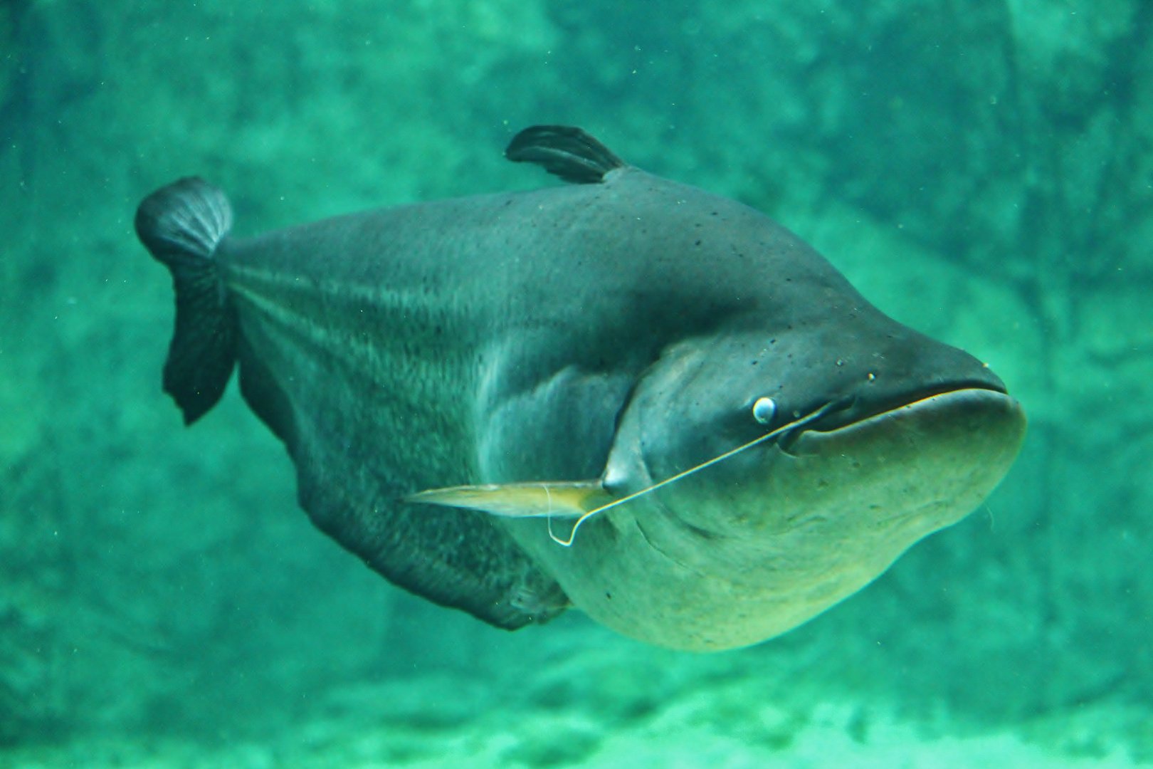 Mekong River - Wallago (Wallagonia micropogon)