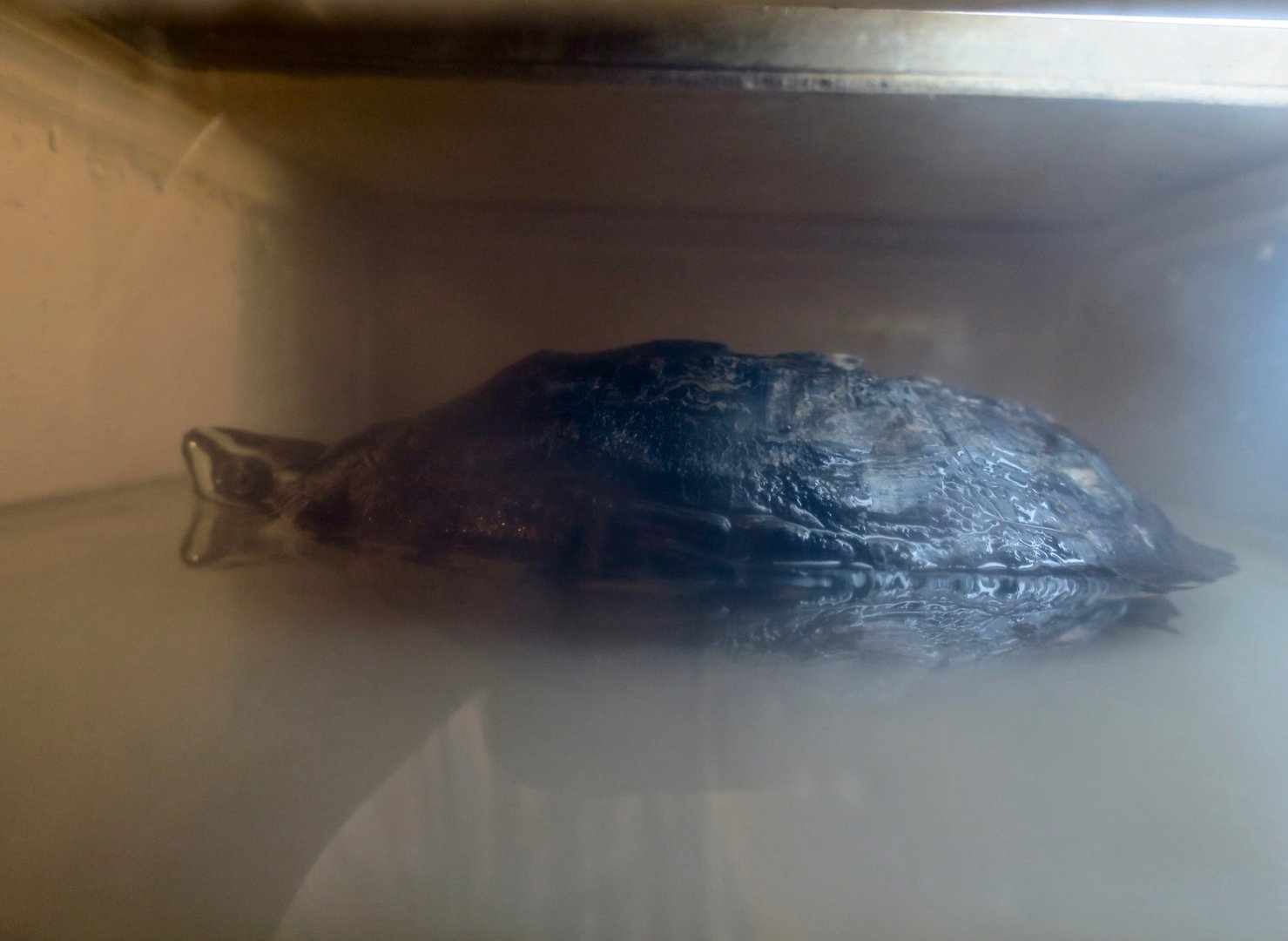 Mekong Snail-Eating Turtle (Malayemys subtrijuga)