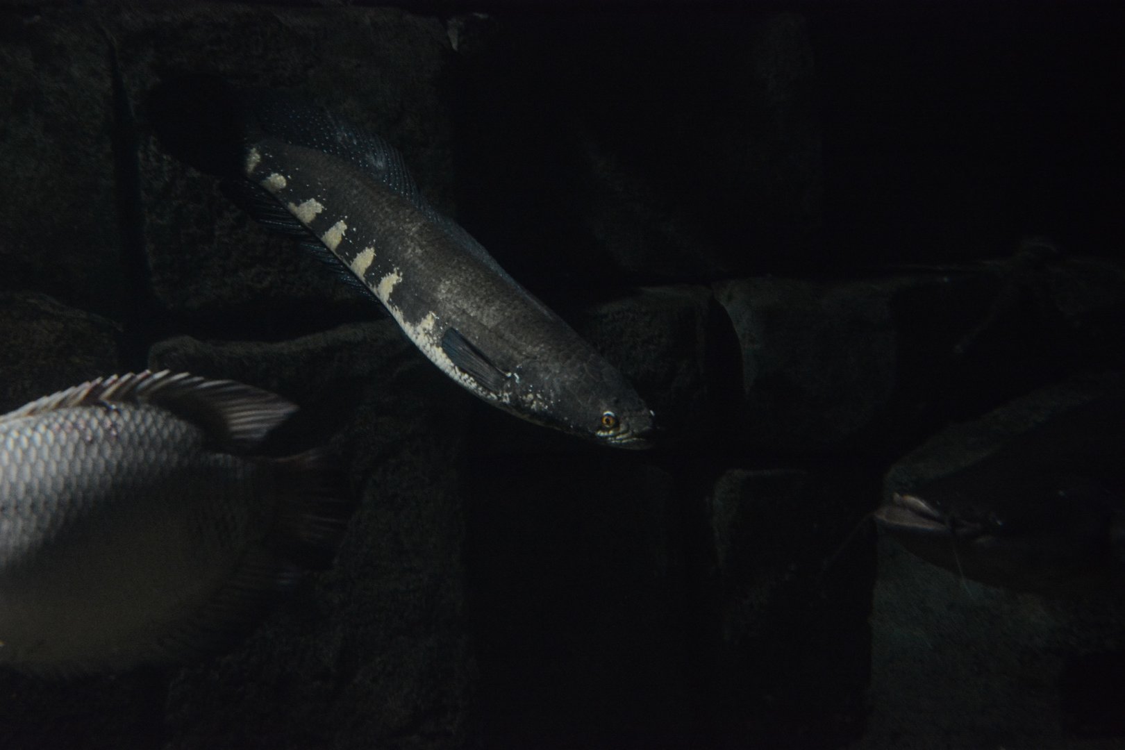 Mekong snakehead (Channa auroflammea)