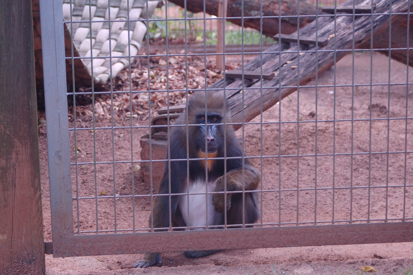 Mel the elderly female mandrill