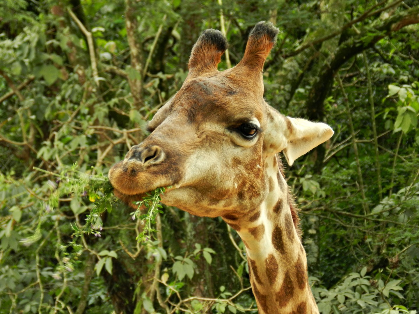 "Mel", the giraffe - Zoo São Paulo