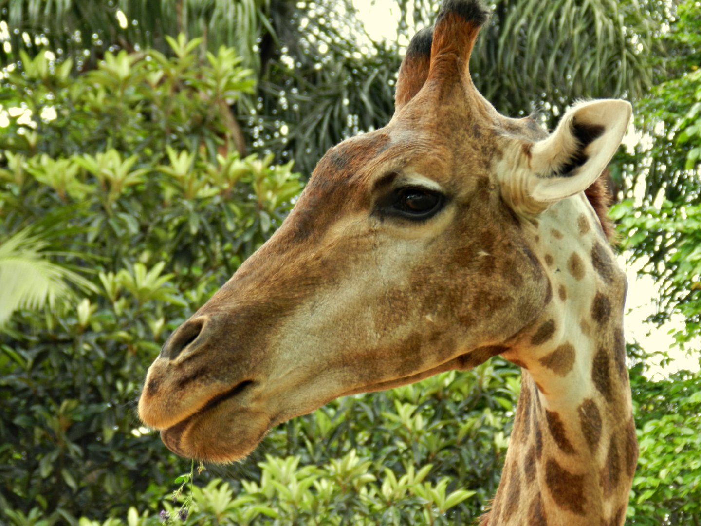 "Mel", the giraffe - Zoo São Paulo